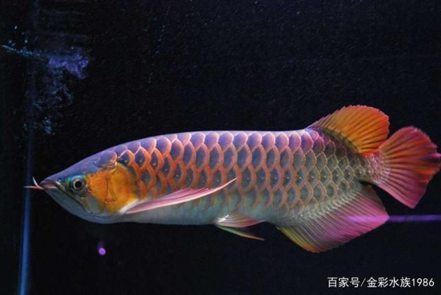 雷龍魚色彩斑斕的原因，雷龍魚的色彩斑斕是由多種因素共同作用的結果 雷龍魚色彩斑斕的原因，雷龍魚的色彩斑斕是由多種因素共同作用的結果 龍魚百科 第3張
