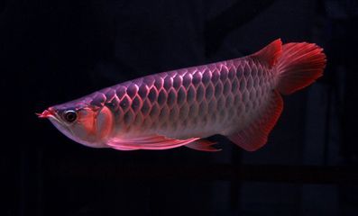 龍魚吃一口吐出來就不吃了嗎：龍魚吃一口吐出來的行為可能是由多種因素引起的