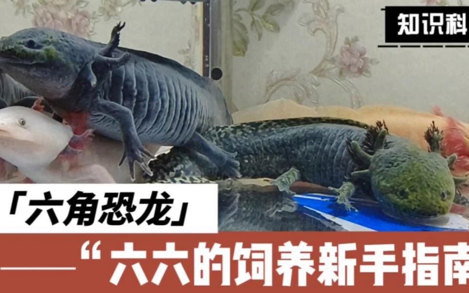 六角恐龍魚如何飼養(yǎng)？