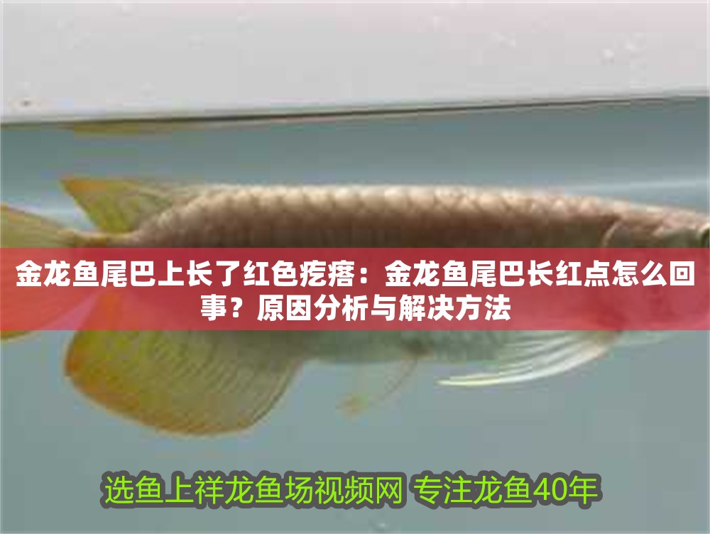 金龍魚尾巴上長了紅色疙瘩：金龍魚尾巴長紅點怎么回事？原因分析與解決方法