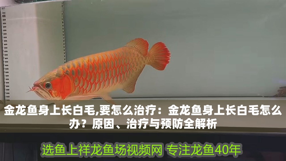 金龍魚身上長白毛,要怎么治療：金龍魚身上長白毛怎么辦？原因、治療與預(yù)防全解析