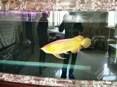 哪里的龍魚最好，南美洲亞馬遜河流域、東南亞龍魚養殖技術及特點介紹