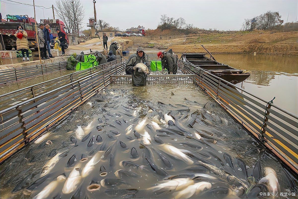 龍魚浮頭下鹽最簡單三個步驟圖片