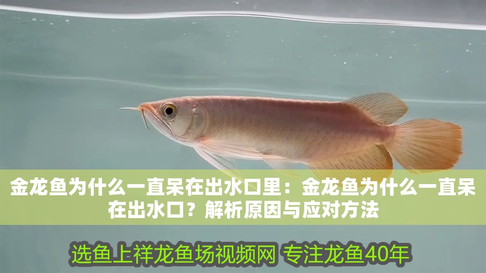 金龍魚為什么一直呆在出水口里：金龍魚為什么一直呆在出水口？解析原因與應對方法