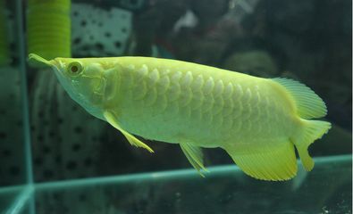 金龍魚喂活魚好還凍魚好：喂養(yǎng)金龍魚好還凍魚好還凍魚好還凍魚好還凍魚好