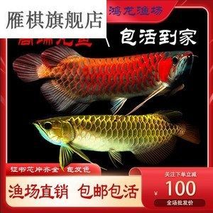 紅龍魚魚苗挑選紅龍魚魚苗挑選技巧和方法有哪些學習：如何挑選紅龍魚魚苗