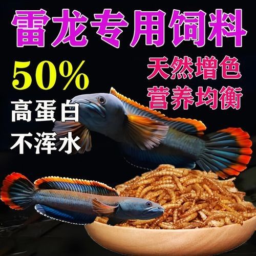 雷龍魚vs銀龍魚誰厲害 雷龍魚vs銀龍魚誰厲害 龍魚百科 第5張