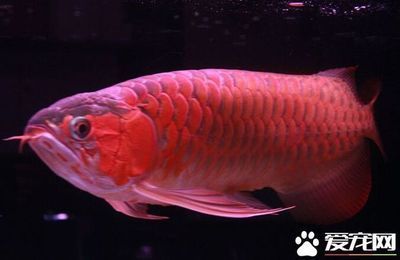 龍魚可以跟鸚鵡混養(yǎng)嗎：龍魚和鸚鵡可以混養(yǎng)嗎