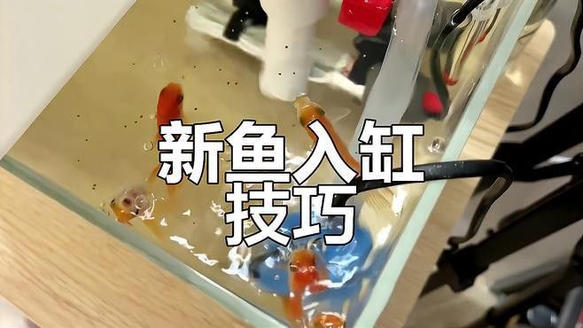 龍魚缸沉木放好還是不放好：如何選擇適合龍魚的沉木
