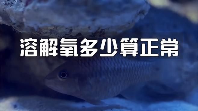 龍魚趴缸底是怎么回事視頻教學(xué)圖解