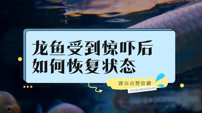 龍魚趴缸底是怎么回事視頻教學(xué)圖解