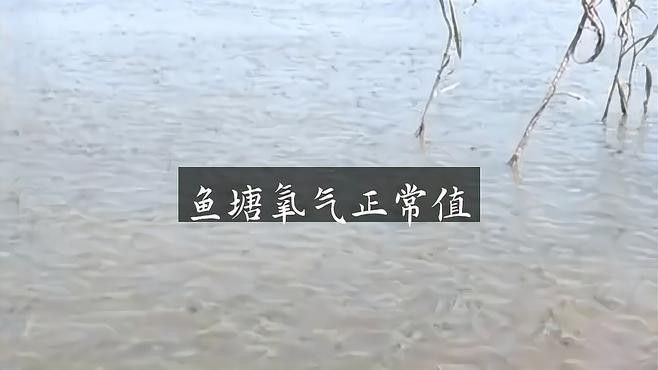 龍魚趴缸底是怎么回事視頻教學(xué)圖解