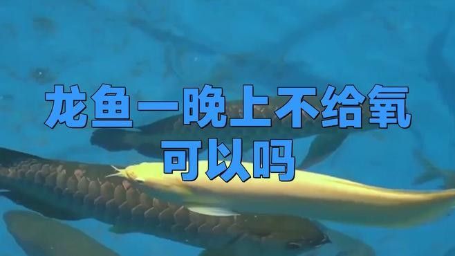龍魚趴缸底是怎么回事視頻教學(xué)圖解