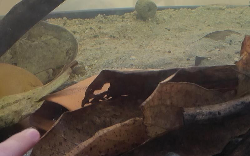 虎斑恐龍魚繁殖方法圖解大全集