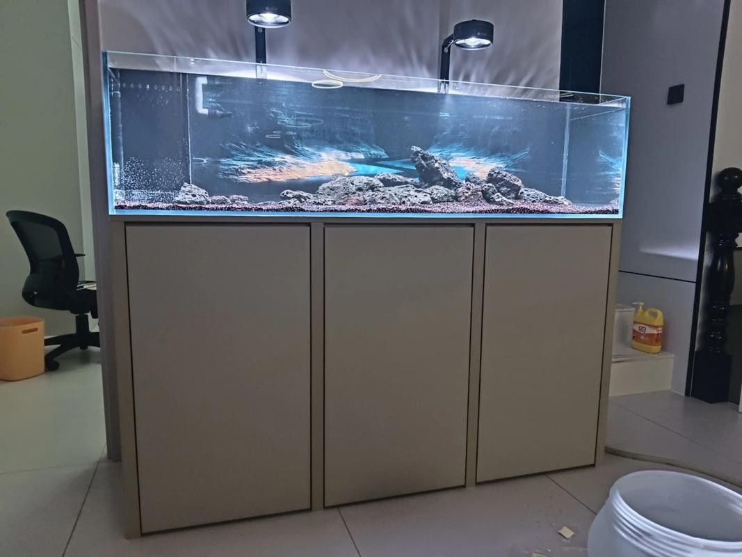 虎斑恐龍魚繁殖方法圖解大全集