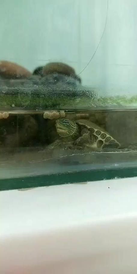 虎斑恐龍魚繁殖方法圖解大全集