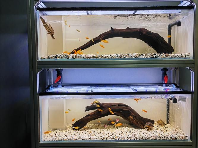 虎斑恐龍魚繁殖方法圖解大全集