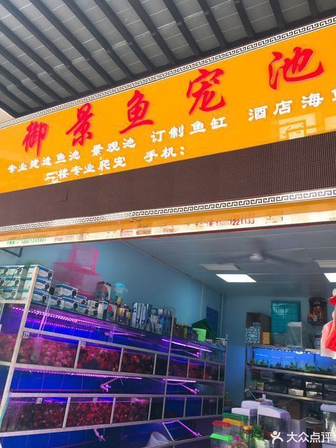 無錫龍魚專賣店電話地址 無錫龍魚專賣店電話地址 龍魚百科 第1張