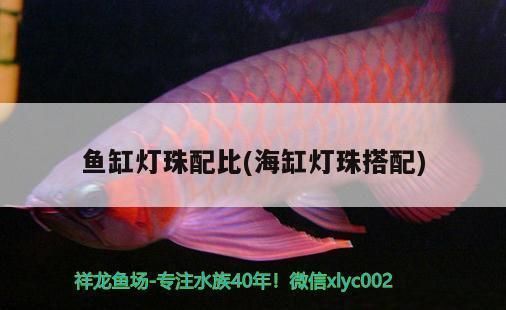 雷龍魚吃小魚嗎會死嗎（雷龍魚吃小魚會死亡嗎）