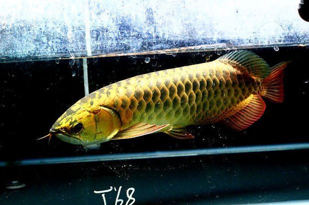 金龍魚圖紙（天涯明月刀副本攻略金龍魚圖紙獲取方式）
