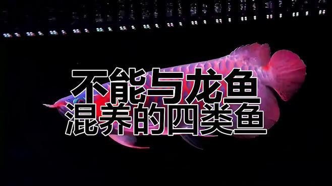 有哪些不適合與小型龍魚混養的魚？