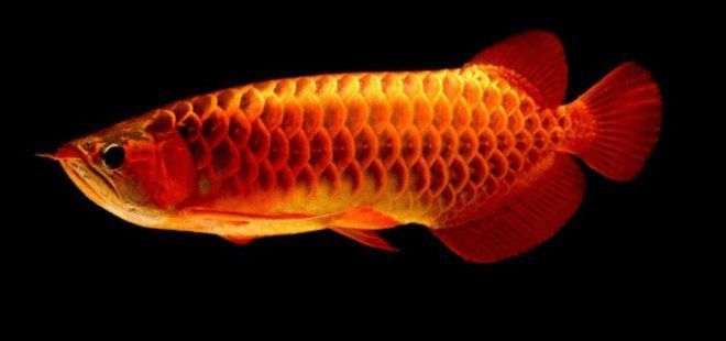 龍魚原生環境吃什么：龍魚在原生環境中的飲食習性 龍魚原生環境吃什么：龍魚在原生環境中的飲食習性 龍魚百科 第2張