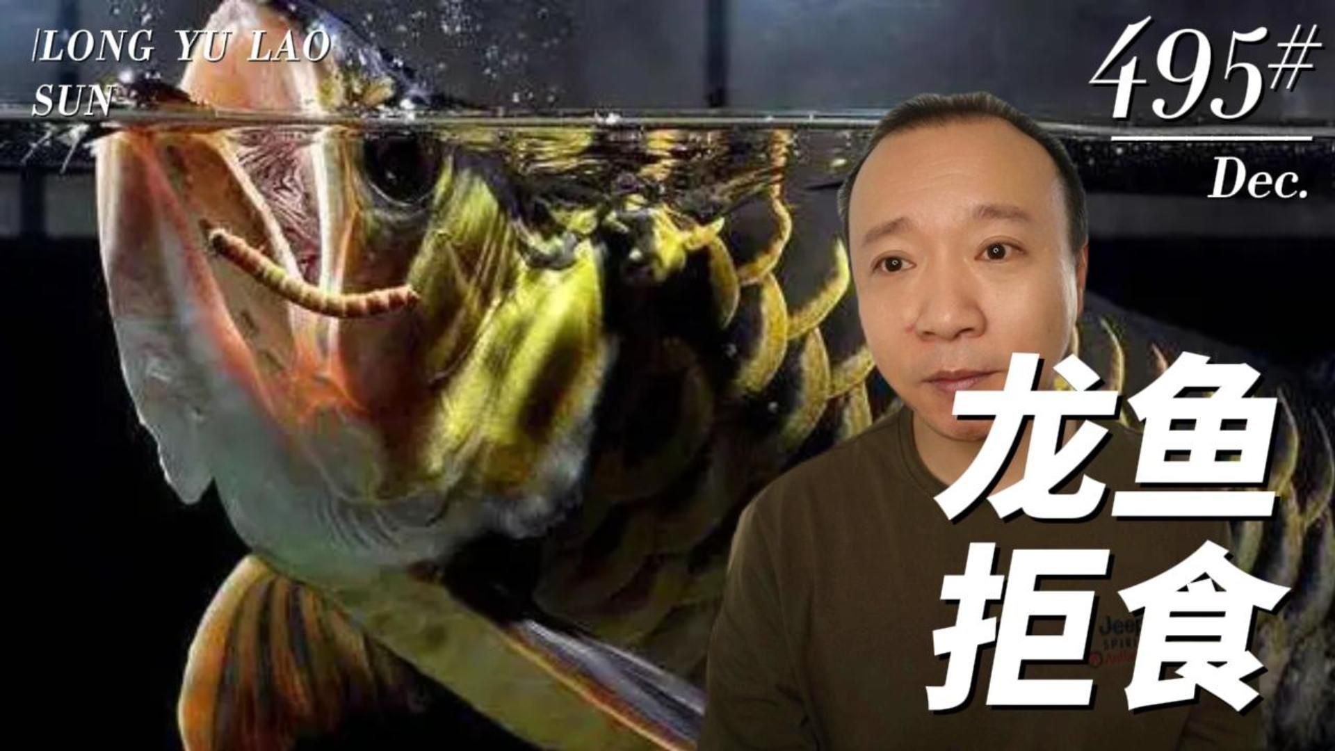 龍魚不吃食多久需要治療 龍魚不吃食多久需要治療 龍魚百科 第4張