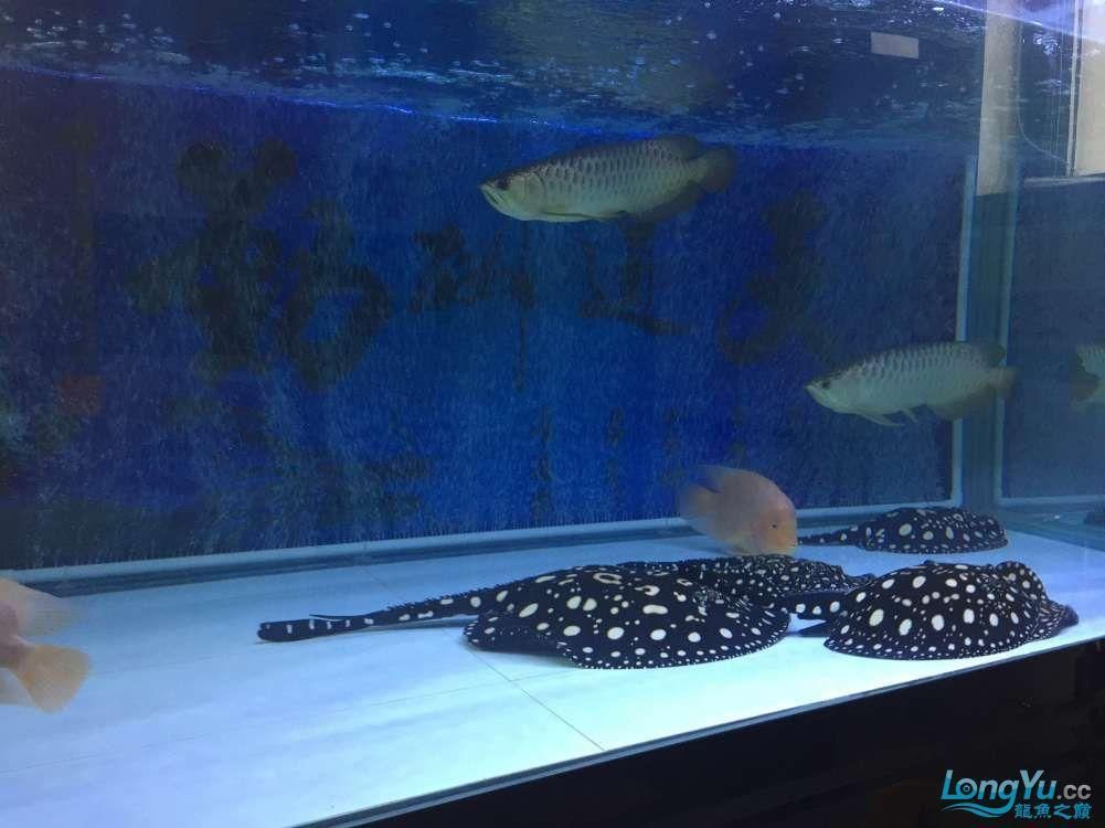 龍魚總是躲在角落 龍魚總是躲在角落 龍魚百科 第3張