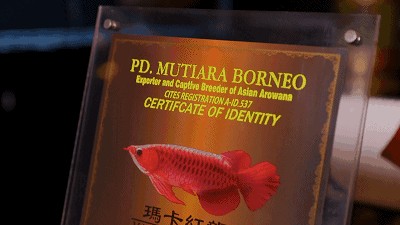 龍魚總是躲在角落 龍魚總是躲在角落 龍魚百科 第4張