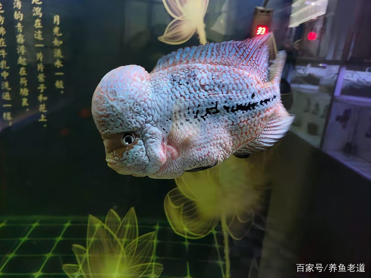 龍魚飼料魚如何存養(yǎng)好呢