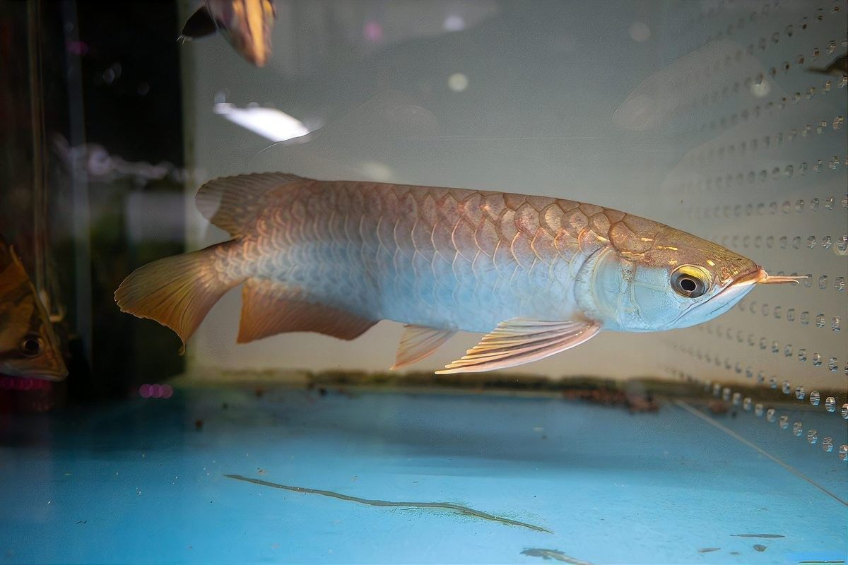 龍魚飼料魚如何存養(yǎng)好呢