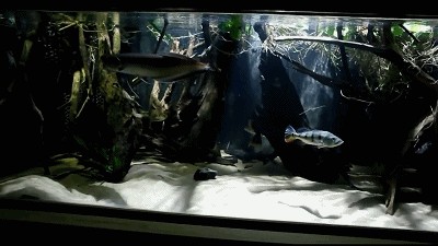 龍魚可以和龜一起養(yǎng)嗎？：龍魚和龜可以一起養(yǎng)但這取決于它們的大小和性格