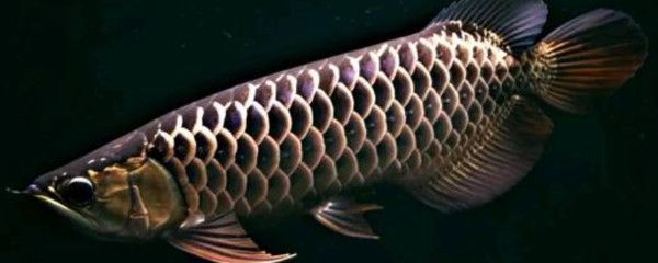龍魚咬人要警惕什么：如何正確處理龍魚咬傷 龍魚咬人要警惕什么：如何正確處理龍魚咬傷 龍魚百科