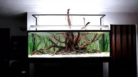 龍魚缸背景圖片大全超清