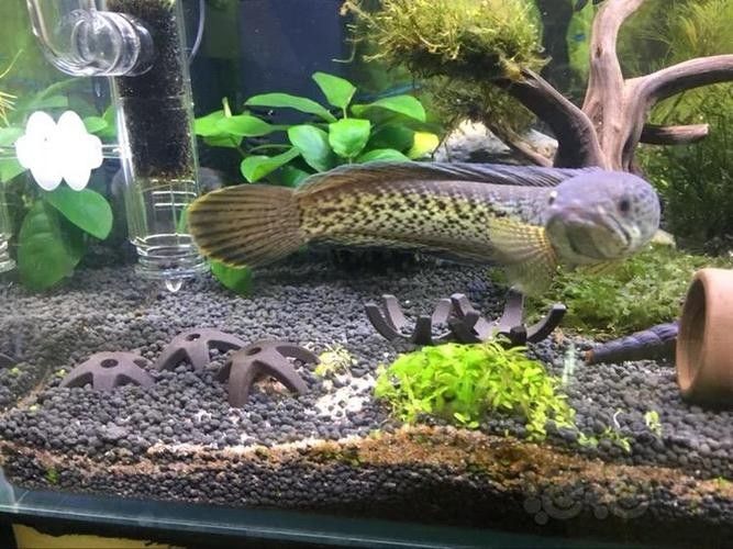 龍魚缸背景圖片大全超清