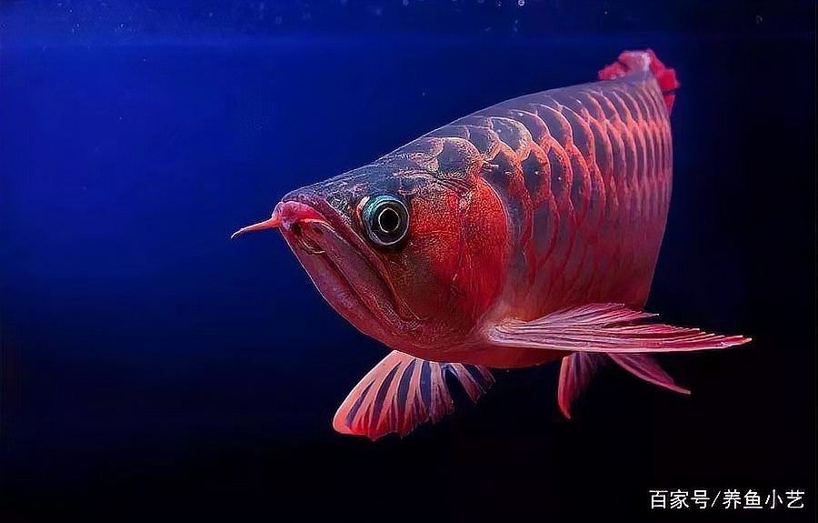 龍魚(yú)老撞缸蓋為什么會(huì)死