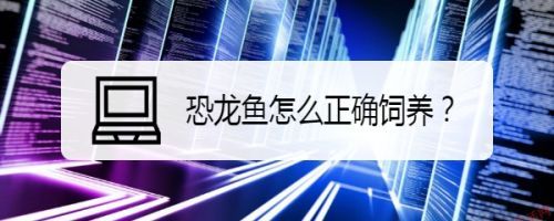 恐龍魚飼養條件是什么（恐龍魚的飼養條件）