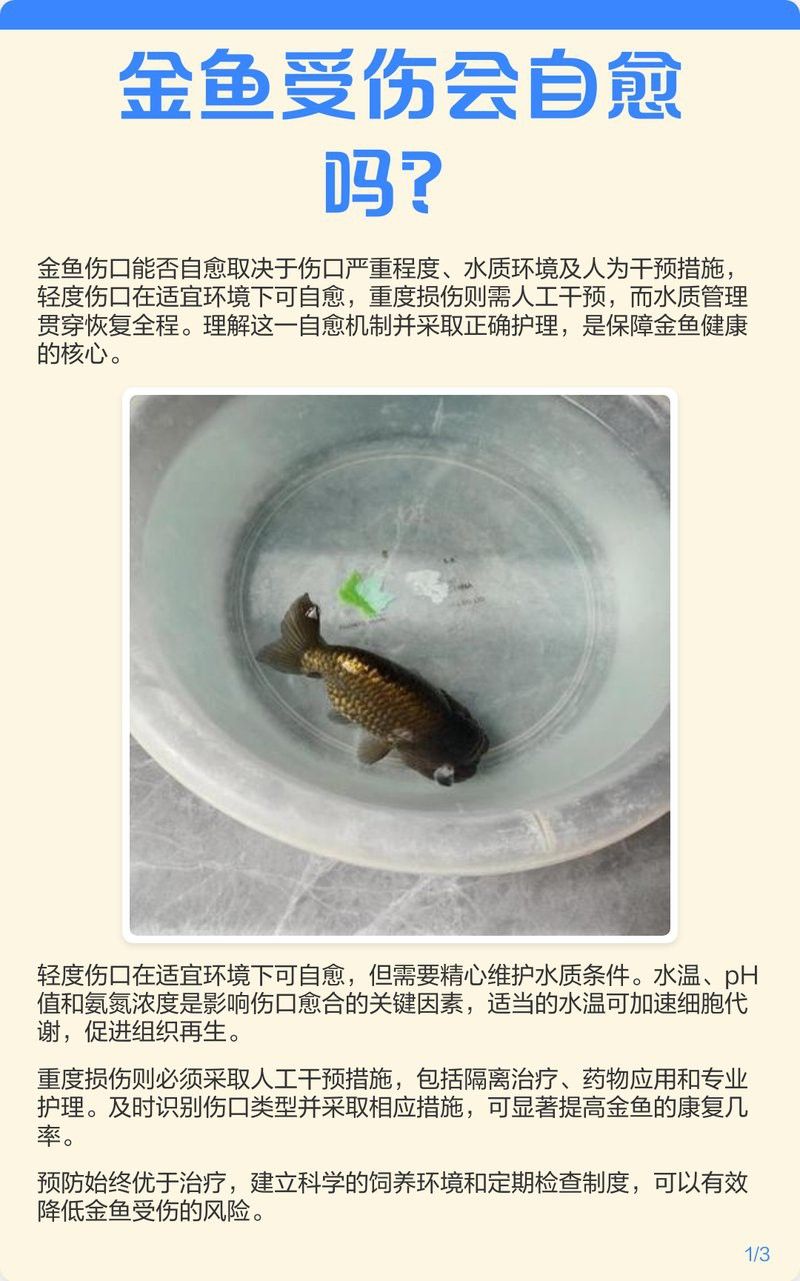 金龍魚背上鱗片掉了怎么辦