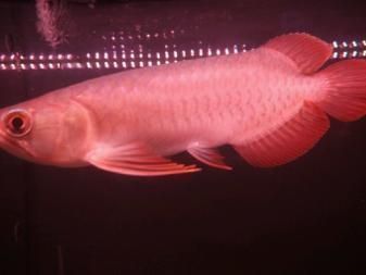 國內龍魚經銷商排行榜第一名：國內龍魚經銷商排行榜