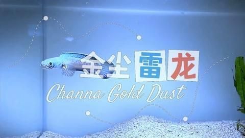 金塵雷龍難養嗎 金塵雷龍難養嗎 龍魚百科 第3張