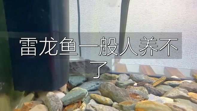 金塵雷龍難養嗎 金塵雷龍難養嗎 龍魚百科 第10張