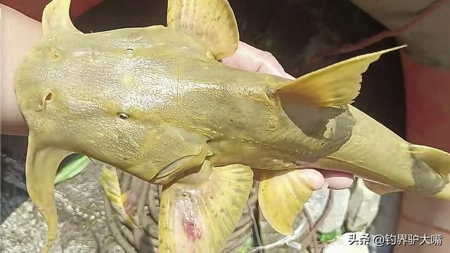 瀾滄江龍魚(yú)是什么魚(yú)種類(lèi)