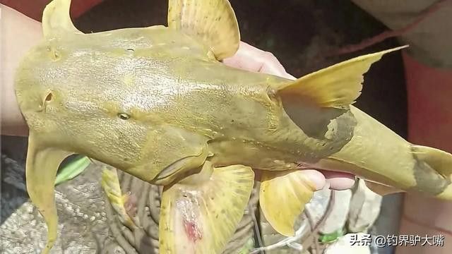 瀾滄江龍魚是什么魚種類