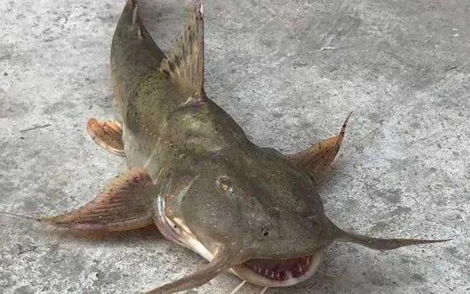 瀾滄江龍魚(yú)是什么魚(yú)種類(lèi)