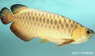 龍魚爛鰭怎么治療：龍魚爛鰭手術操作步驟分析龍魚爛鰭中藥配方