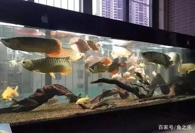 龍魚缸多大比較好看：龍魚缸尺寸選購指南龍魚缸尺寸選購指南龍魚缸尺寸 龍魚缸多大比較好看：龍魚缸尺寸選購指南龍魚缸尺寸選購指南龍魚缸尺寸 龍魚百科 第2張