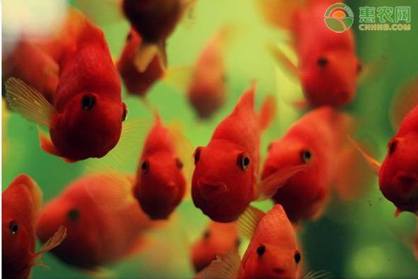 龍魚可以跟鸚鵡魚一起養嗎：如何預防龍魚和鸚鵡魚混養的空間要求