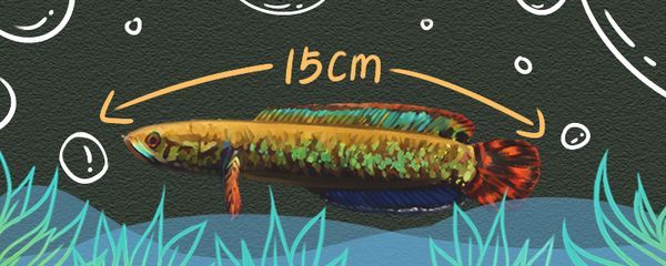 雷龍魚長度怎么測量，如何測量雷龍魚的體長