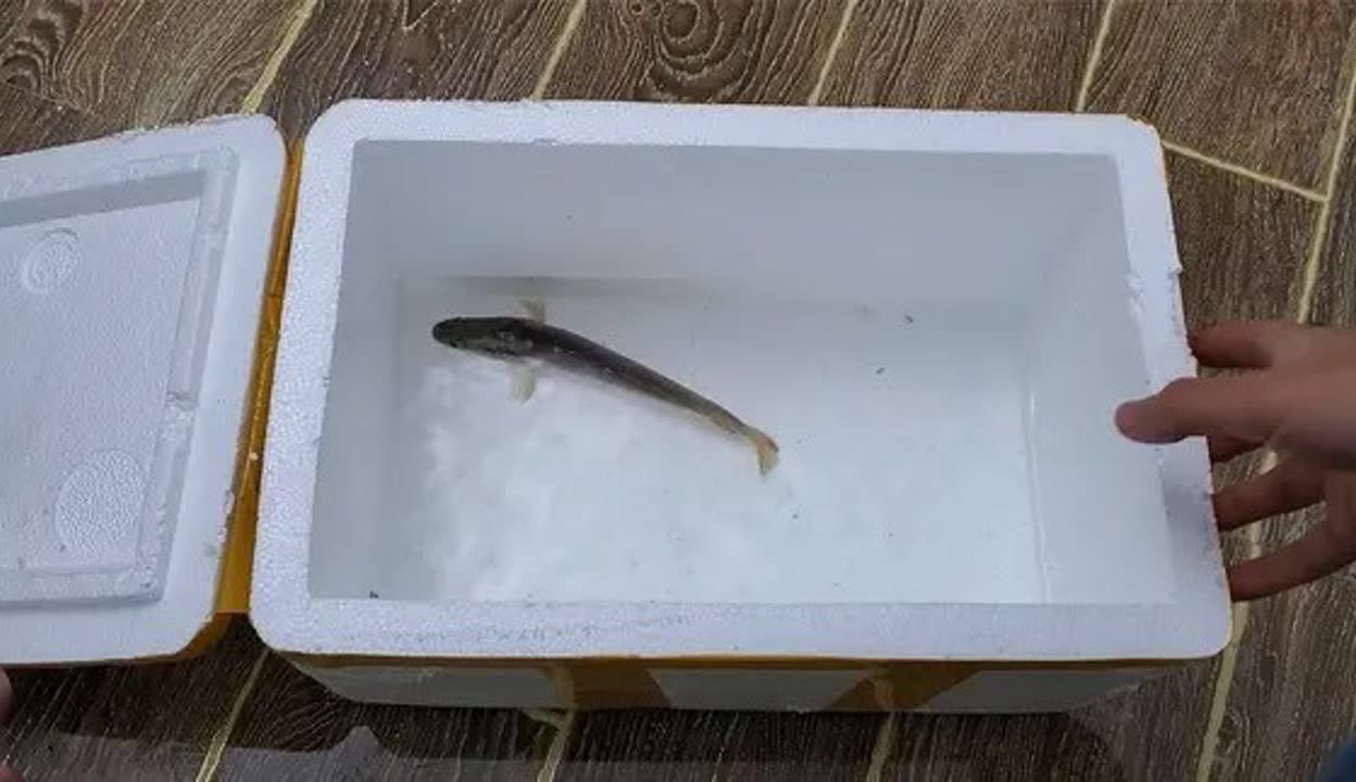 雷龍魚長度怎么測量，如何測量雷龍魚的體長