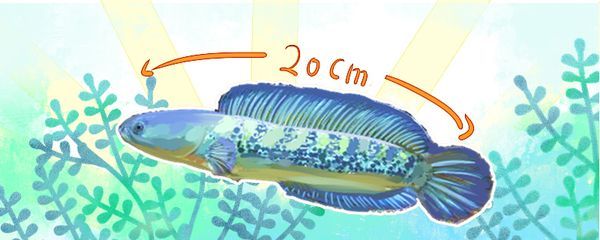 雷龍魚長度怎么測量，如何測量雷龍魚的體長